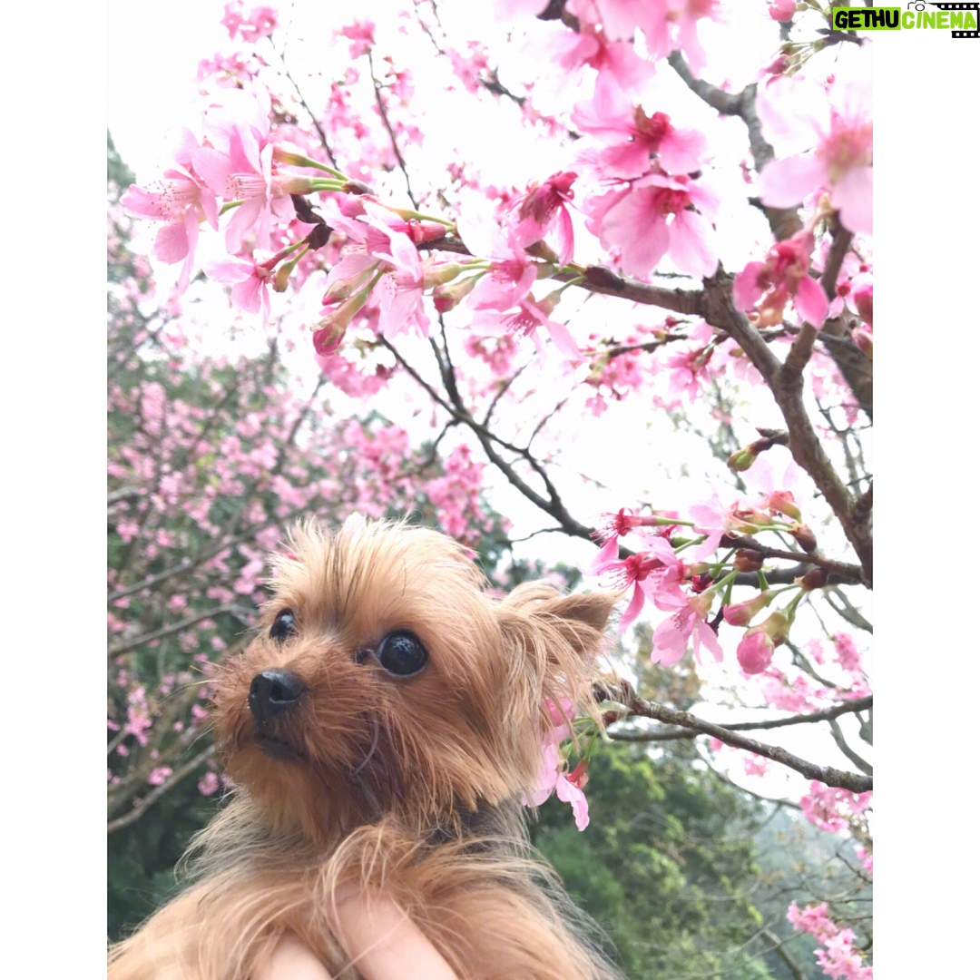 Bea Hayden Kuo - 3.9K Likes - 🐶🌸
#郭碧婷 #guobiting #beahayden #樱花
