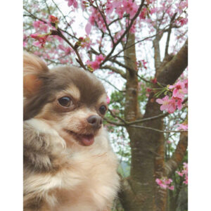 Bea Hayden Kuo Instagram - 🐶🌸
#郭碧婷 #guobiting #beahayden #樱花