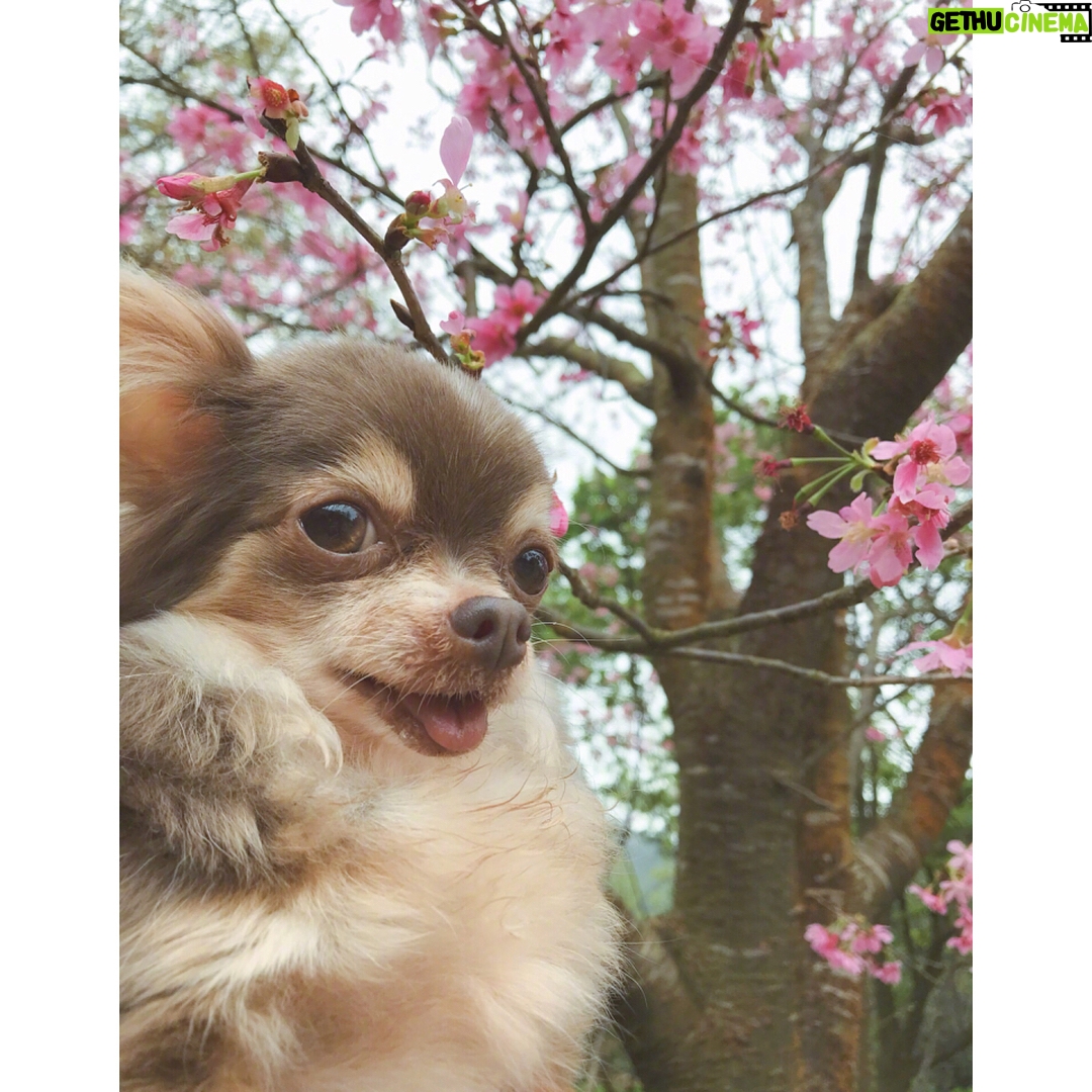 Bea Hayden Kuo - 3.9K Likes - 🐶🌸
#郭碧婷 #guobiting #beahayden #樱花