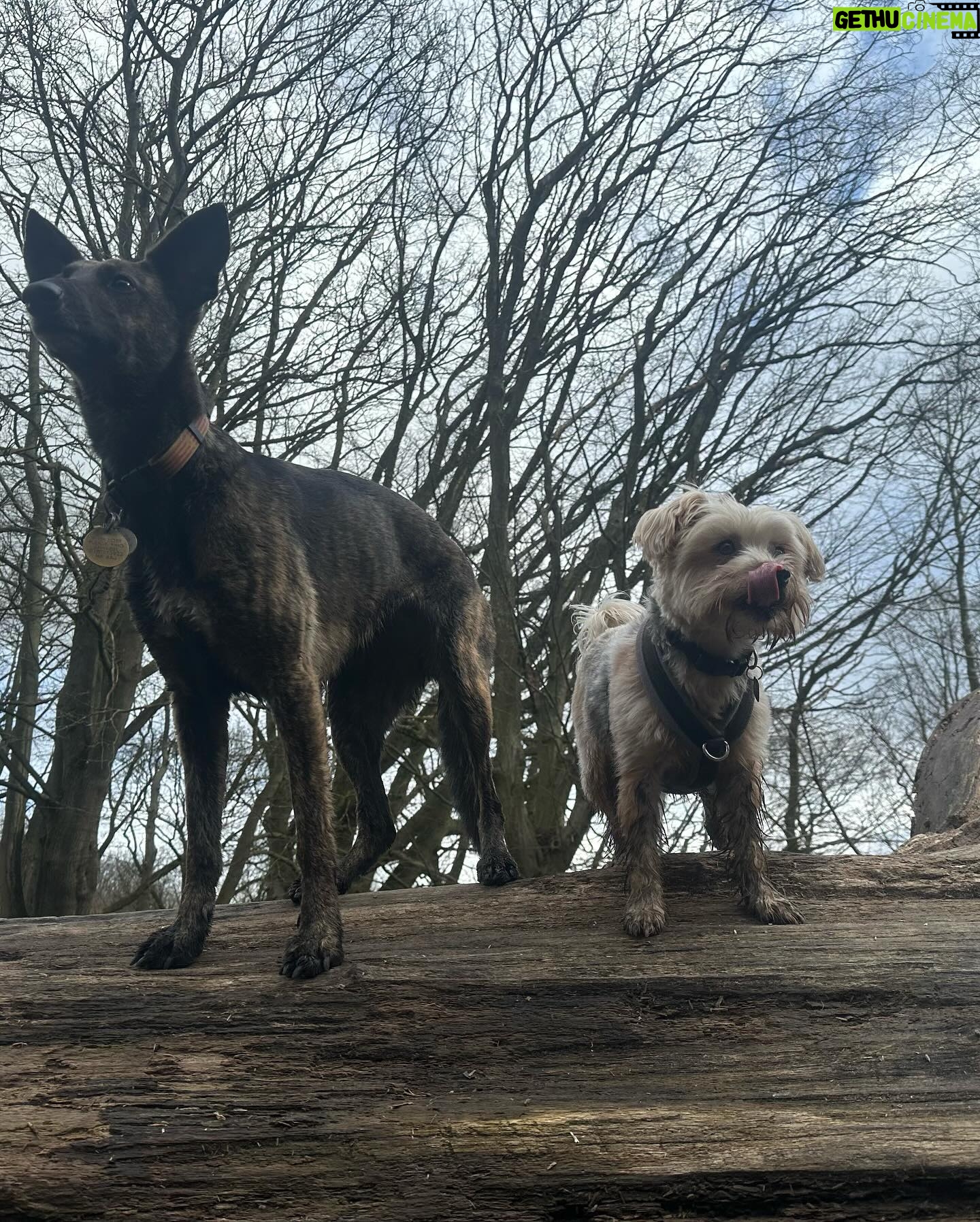 Beatie Edney - 167 Likes - Today Button met her new best friend Rocket, for a wonderful walk on Hampstead Heath with one of my oldest school friends Doctor Annabel. She’s not on Insta. #rescuedog #rescuedogsofinstagram ♥️