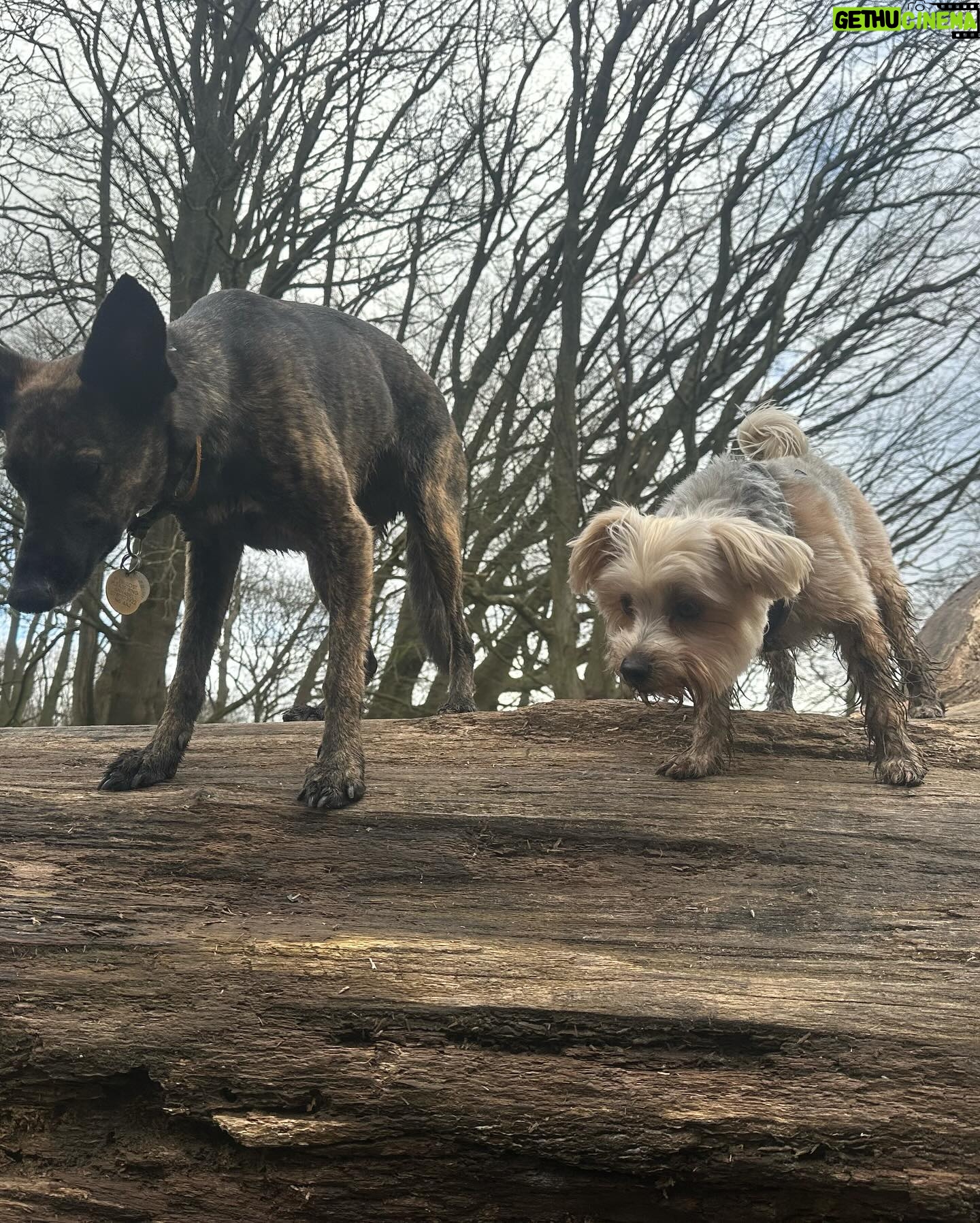 Beatie Edney - 167 Likes - Today Button met her new best friend Rocket, for a wonderful walk on Hampstead Heath with one of my oldest school friends Doctor Annabel. She’s not on Insta. #rescuedog #rescuedogsofinstagram ♥️