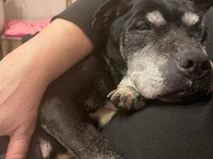 Beatie Edney Instagram - I’ve had to take Millie back to the vet, as she’s vomited 3 times in under 24 hours. Her temperature is also very low, so they want to keep her in. She’s not well. Hoping she will be OK. ♥️