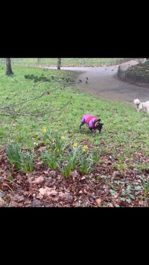 Beatie Edney Instagram - Millie goes for 4 short walks a day. I prefer to walk her on grass as her toenails bleed. She loves fallen leaves and smelling flowers.