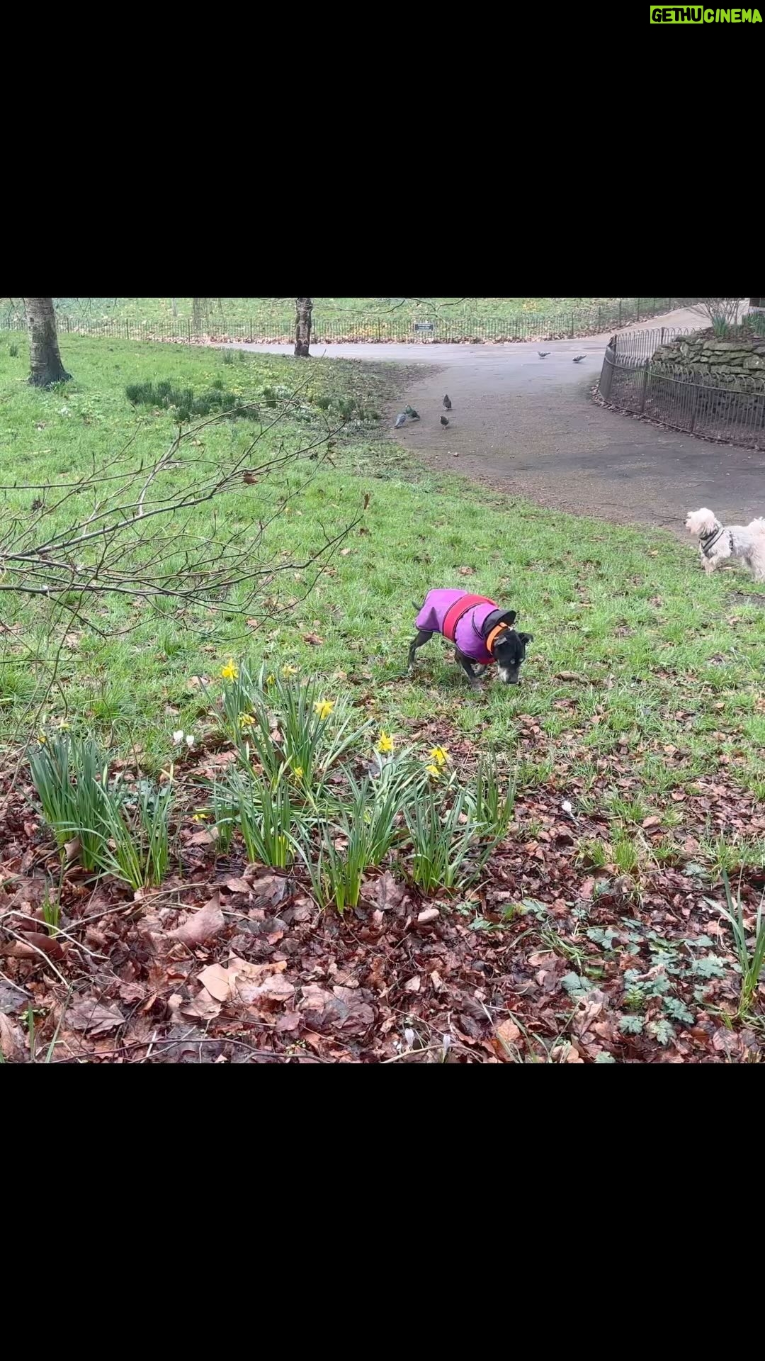 Beatie Edney - 275 Likes - Millie goes for 4 short walks a day. I prefer to walk her on grass as her toenails bleed. She loves fallen leaves and smelling flowers.