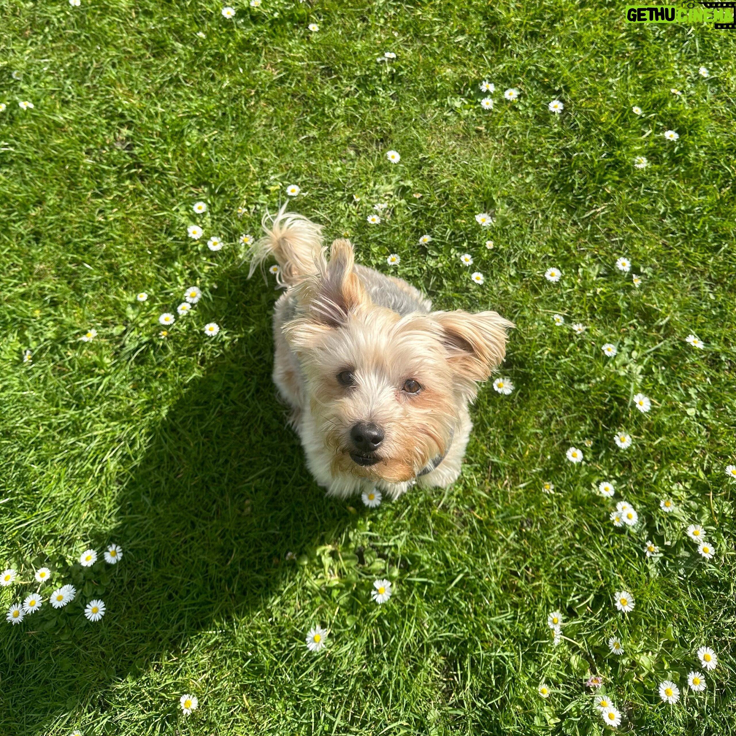 Beatie Edney - 124 Likes - Button in the daisies- spring has sprung.