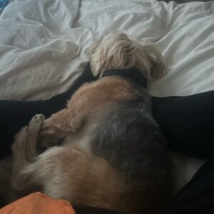 Beatie Edney Instagram - I’ve started to practice TM (Transcendental Meditation) again, after a 20 year gap. I meditate twice a day for 20 minutes.,My dog Button has taken to lying on my feet when I meditate. The effect on both of us is palpable. I am sleeping. I am clear. Just had to say.