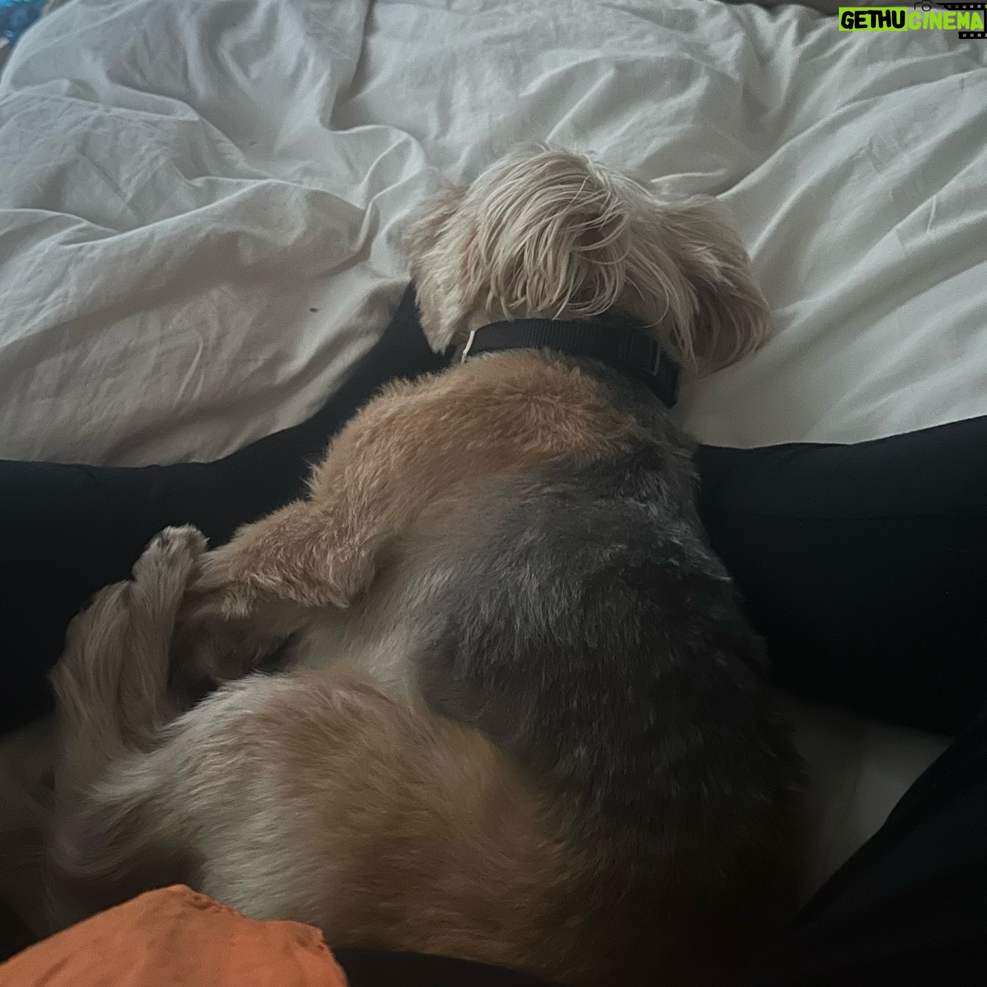 Beatie Edney - 115 Likes - I’ve started to practice TM (Transcendental Meditation) again, after a 20 year gap. I meditate twice a day for 20 minutes.,My dog Button has taken to lying on my feet when I meditate. The effect on both of us is palpable. I am sleeping. I am clear. Just had to say.