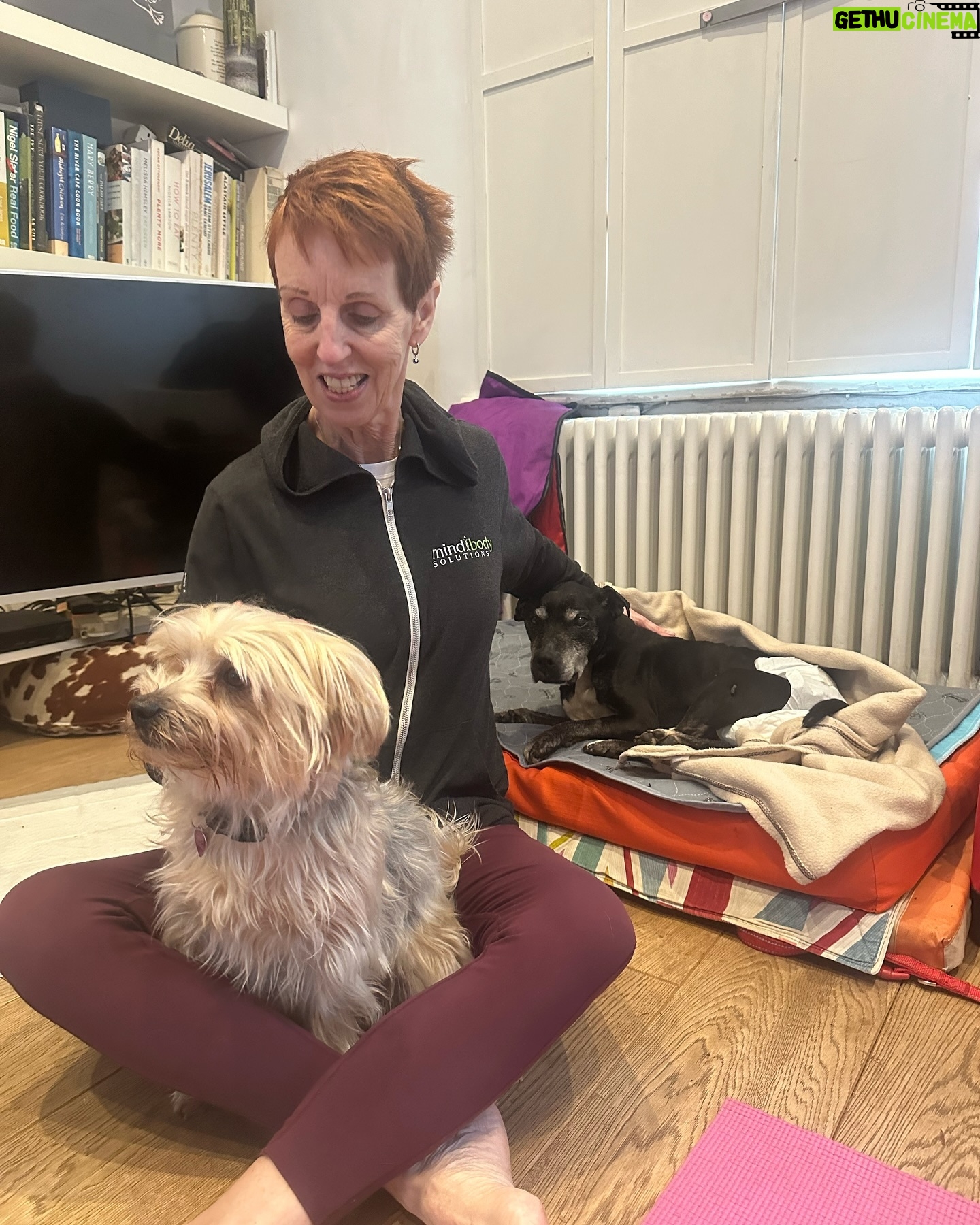 Beatie Edney - 129 Likes - Yoga with Karen @karenrussell_yoga - not only a brilliant yoga teacher, but a lover of dogs. She had a particularly beautiful relationship with Billie (my wonderful @themayhew dog, who died last year). Looks like she’s also going to work her magic on Millie.