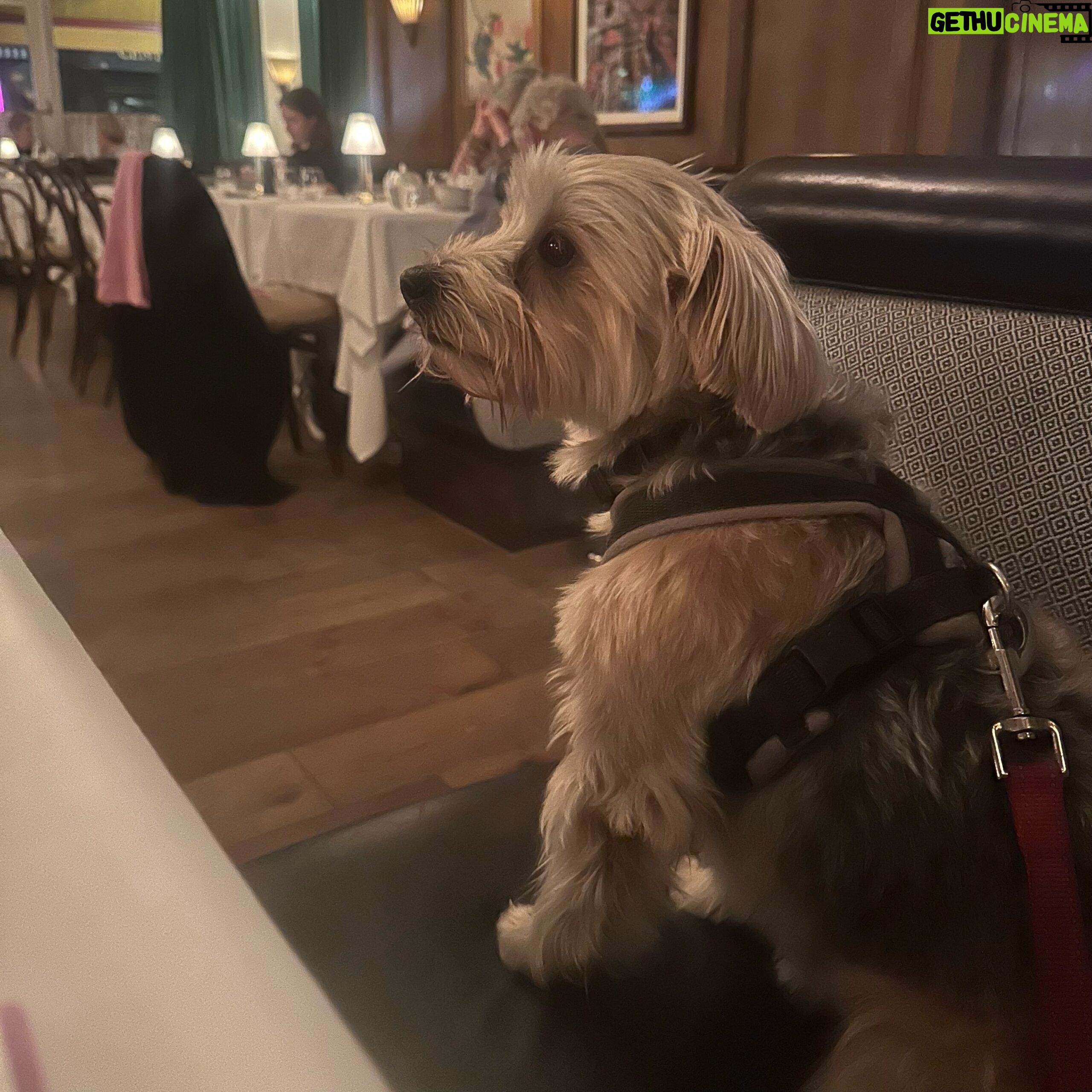 Beatie Edney - 168 Likes - Button’s favourite restaurant. They allow dogs and boy does the maître d’ make a fuss of her. She did behave quite well though. #brasserianottinghill #rescuedog
