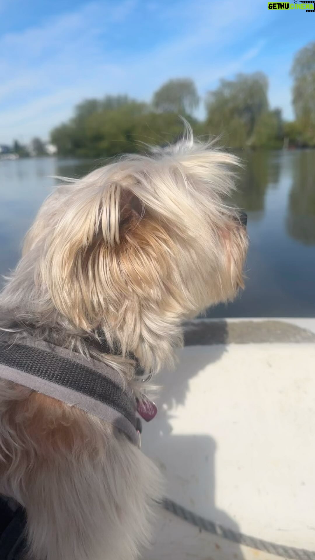 Beatie Edney - 157 Likes - Lovely #bankholiday weekend on the island with my gorgeous friend @sara.sugarman - with all our dogs!