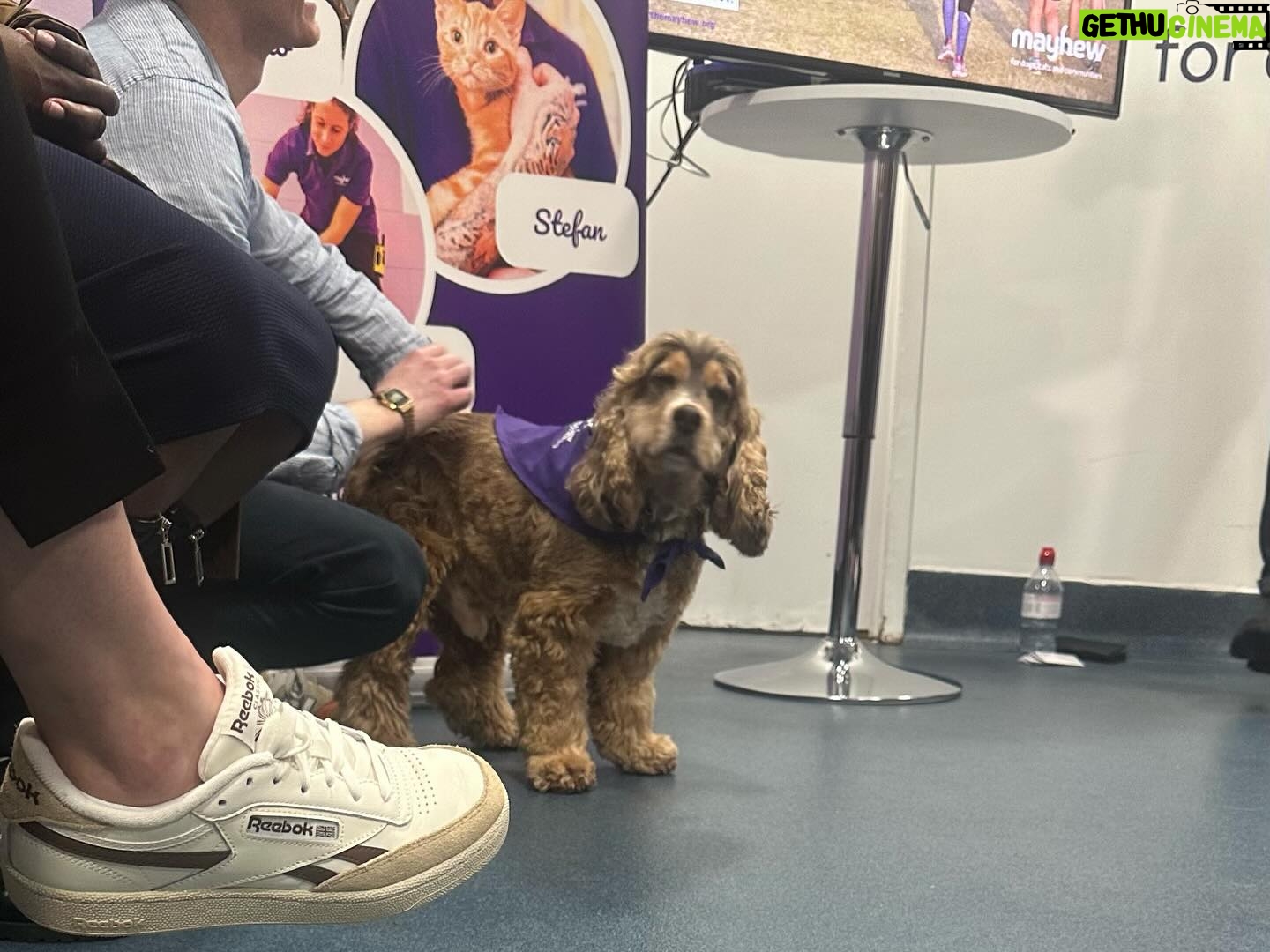 Beatie Edney - 255 Likes - @lauraikman and I together today at our favourite charity @themayhew in (1) for the opening of the #olijuste wing - supported by the amazing #duchessofsussex . Animal charities are going through a tough time at the moment. They are announcing their new campaign Lasting Love. The Mayhew helps dogs, cats and communities. They help keep animals healthy and united with their humans. (2 Laura meeting her possible foster dog (3) a Mayhew cat spying on the festivities (4) Mayhew rescue turned Therapaws dog. #animalcharity #rescuedog #rescuedogsofinstagram #rescuecat