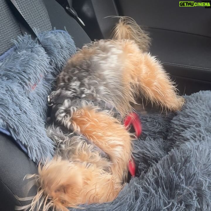 Beatie Edney - 156 Likes - Button’s habit after walking in the rain. #rescuedog #rescuedogsofinstagram