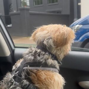 Beatie Edney Instagram - Button’s habit after walking in the rain. #rescuedog #rescuedogsofinstagram