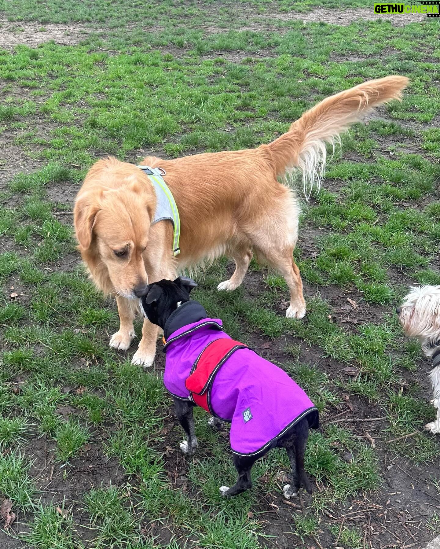 Beatie Edney - 436 Likes - We are now into our routine. Breakfast at 9am and immediately after a walk on grass. Here’s Button introducing Millie to some canine passers-by. Millie interacting with other dogs is a new thing. ♥️🩷♥️#abandoneddog #rescuedog #rescuedogsofinstagram