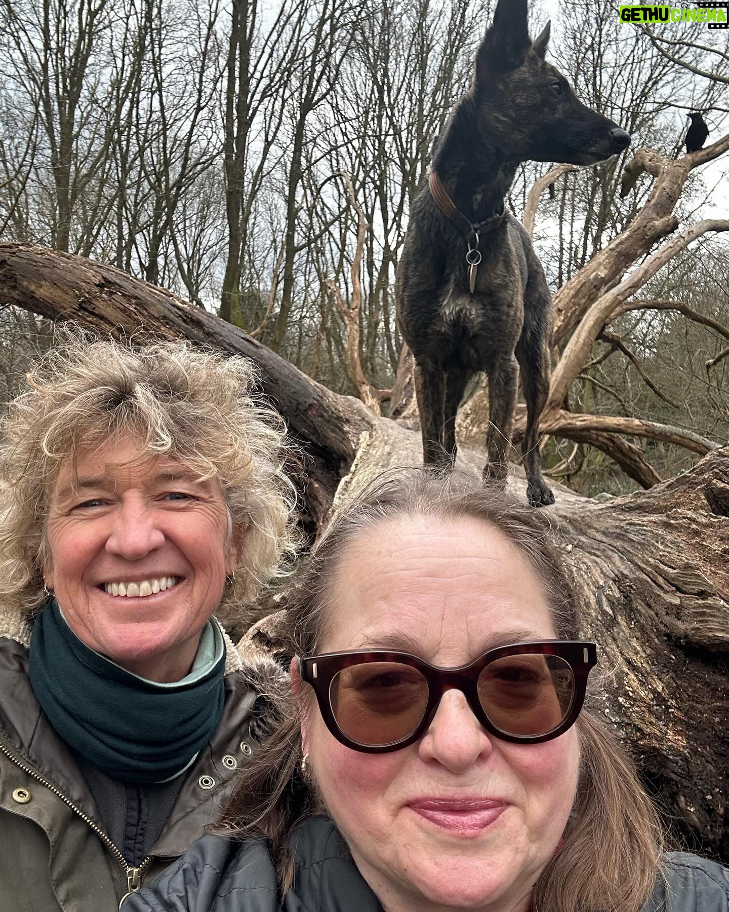 Beatie Edney - 167 Likes - Today Button met her new best friend Rocket, for a wonderful walk on Hampstead Heath with one of my oldest school friends Doctor Annabel. She’s not on Insta. #rescuedog #rescuedogsofinstagram ♥️
