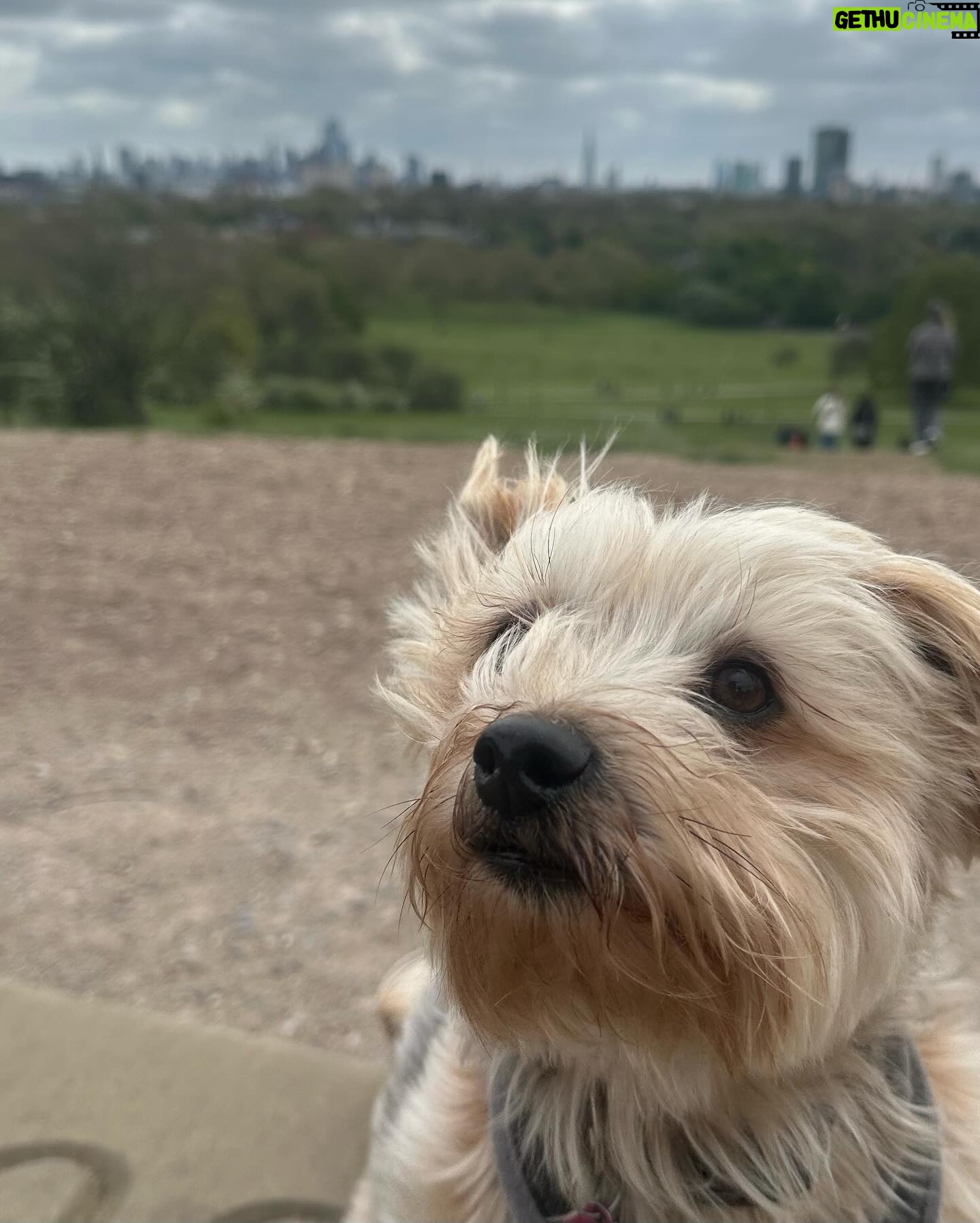 Beatie Edney - 159 Likes - Button and the view from Primrose Hill during the London Marathon. #marathon #london #rescuedog