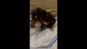 Beatie Edney Instagram - This is about Millie’s very short  time with me - just over 5 weeks from when we found her starving and abandoned in a local park. She was on a drip and nose feed at the vet for a week. On 14th February she was officially mine, but she died just 10 days later. She had obviously never lived in a home or been looked after. I want to thank my friends and everyone who contributed to the @gofundme for Millie’s vet care. We all wanted to give her a chance at life. She did have that. At the end she was warm and comfortable, in a home and loved so much. I am really heartbroken. #rescuedog #rescuedogsofinstagram #adoptdontshop