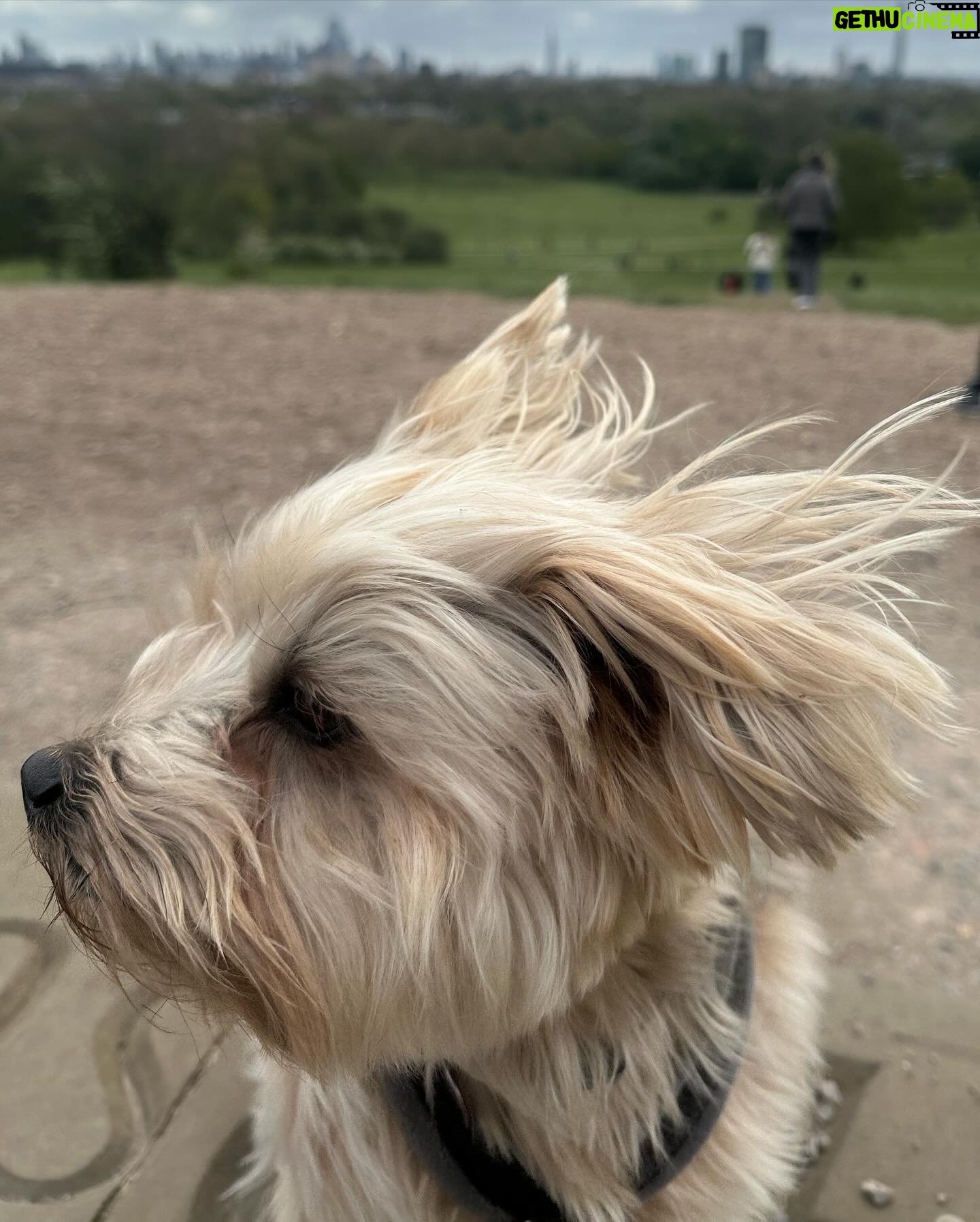 Beatie Edney - 159 Likes - Button and the view from Primrose Hill during the London Marathon. #marathon #london #rescuedog