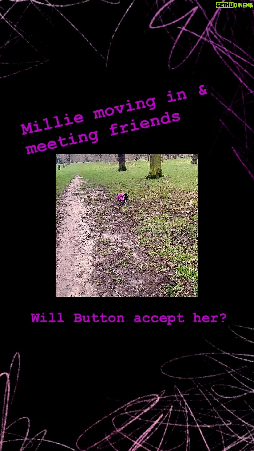 Beatie Edney - 194 Likes - This week with Millie. She’s gained weight - now 10.6 kg. She’s met friends at home - hence wearing a diaper.