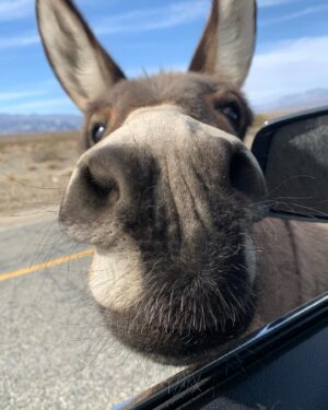 Beau Mirchoff Instagram - We ran into wild donkeys near Death Valley!