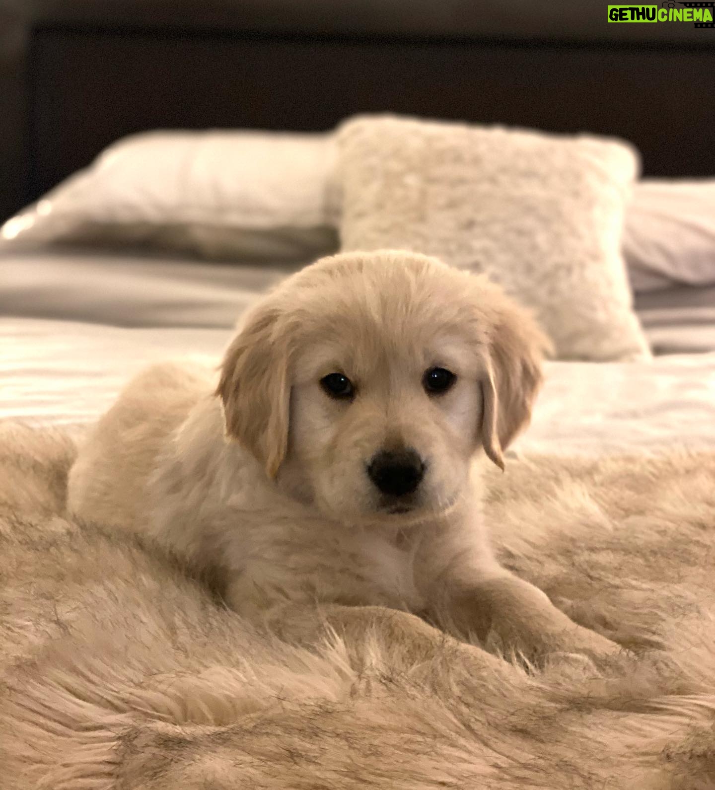 Becky Durst - 642 Likes - My dog could light the house on fire and I would still forgive her with that face... 🥰😍 #missdaisy