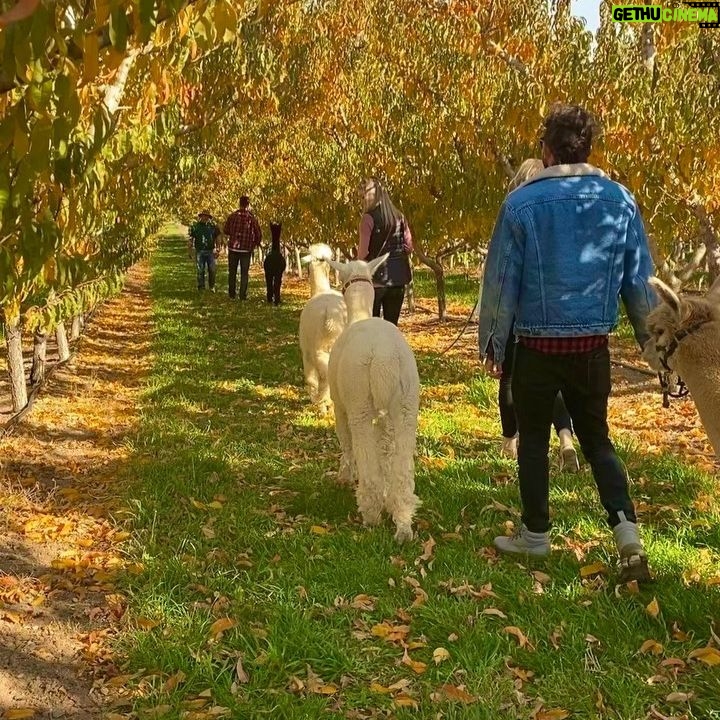 Becky Durst - 529 Likes - Is this real life?! 😍 Casually strolling our alpacas through Colorado peach orchards 🍑🦙🌳