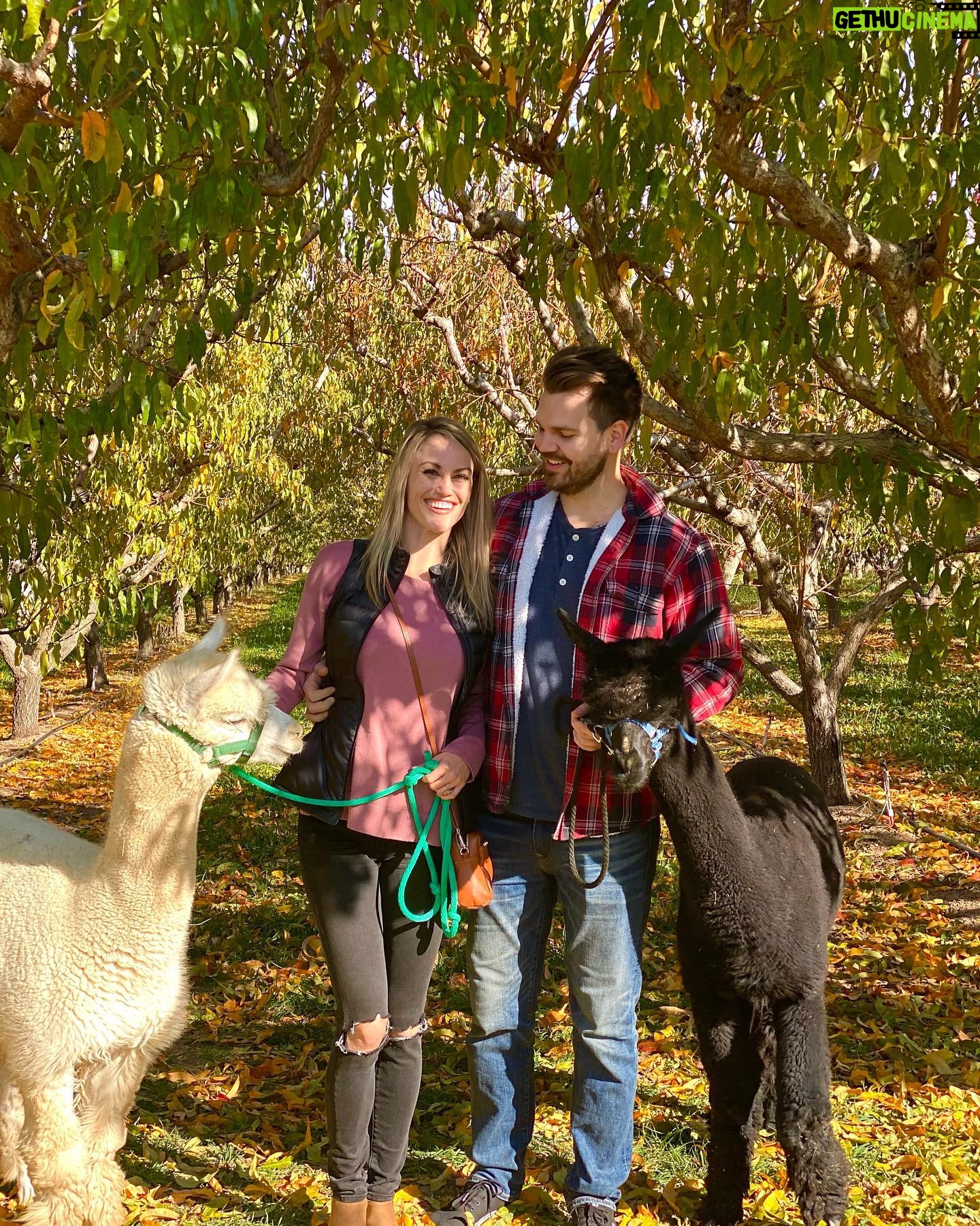 Becky Durst - 529 Likes - Is this real life?! 😍 Casually strolling our alpacas through Colorado peach orchards 🍑🦙🌳