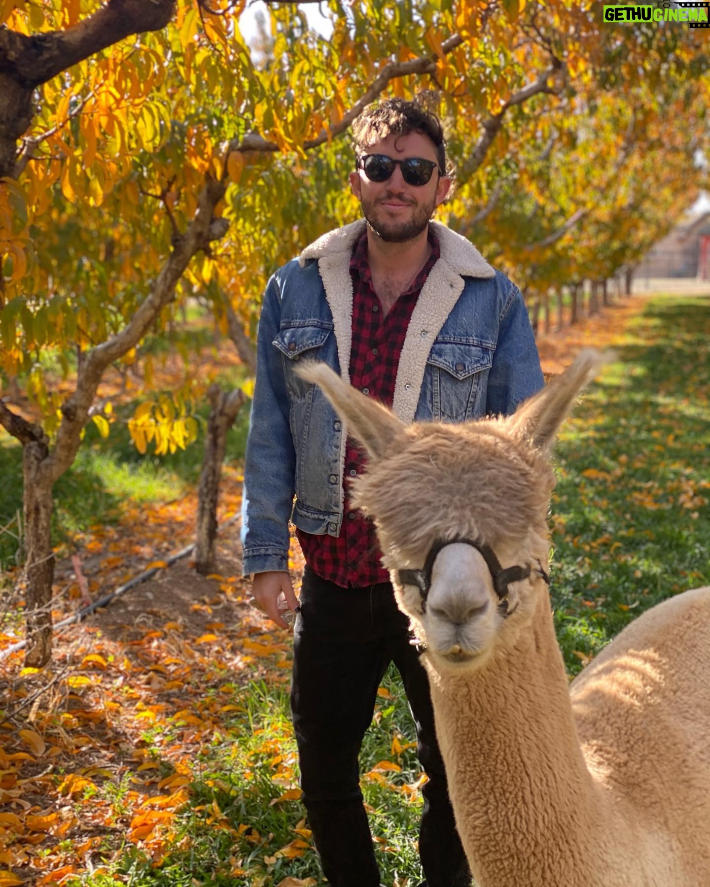 Becky Durst - 529 Likes - Is this real life?! 😍 Casually strolling our alpacas through Colorado peach orchards 🍑🦙🌳