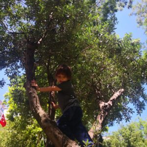 Bekir Aksoy Instagram - Ah canım oğlum büyüde  ağaçlara tırmanıyorrr😊❤️❤️ Tabiii gerçekler yan sayfalara geçinceeeee ortaya çıkıyor.Ağacın boyu mu kısa ne?? 😂😂😂Sizde tırmanabilir miydiniz bu ağaca, yorumları bekliyor Asil bey 😂❤️❤️