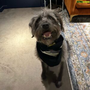 Ben Folds Instagram - Meet Maurice. Newest member of Ben's #PaperAirplaneRequestTour road crew.