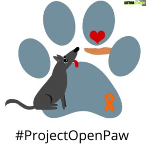 Ben McKee Instagram - #TodayIGive to @ProjectOpenPaw. Project Open Paw is an organization dedicated to feeding and taking care of the furry companions of people who are homeless in San Francisco, California. Go here if you’d like to contribute: https://www.gofundme.com/f/project-open-paw