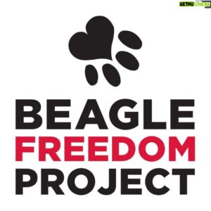 Ben McKee Instagram - #TodayIGive to @beaglefreedom. Beagle Freedom Project works to rescue and rehome animals used in experimental research. BFP strives to end this cruelty through educational programs, campaign initiatives and lobbying efforts. BFP.org