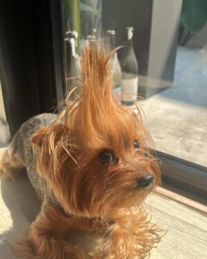 Benjamin Joseph Varney Instagram - My hair in da mourning. #daisy