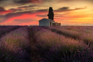 Berk Hakman Instagram - Lavender days 2 ( gün doğmadan/before sunrise) .

Temmuz/2019

#france #fransa #marseille #marsilya #provence #lavenderfarm #aixenprovence #travelphotography #earthpix #photography #foto #benimkadrajim #photooftheday  #lavender #vscoturkey #photo #travel #500px #travelgram #ig_europe #ig_france #folkgreen #shutterstock #beautifuldestinations  #objektifimden #allshotsturkey #photographersteam #ig_myshot #fotografdukkanim #albumdenyansiyanlar