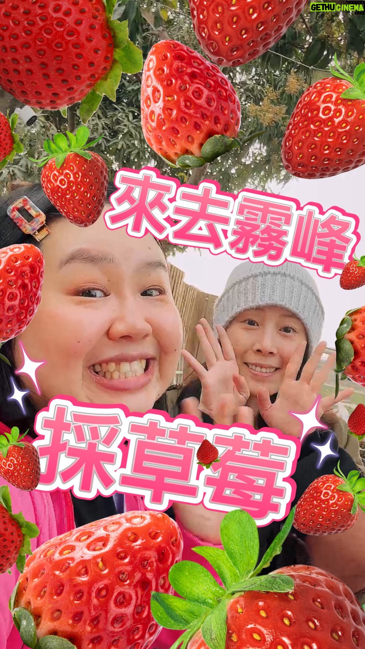 Berry Wen-i Kuo - 240 Likes - 我說 #霧峰 有 #草莓園 居然沒有人相信!!!?
只好帶著 #爆花 去一探究竟😎
殊不知這位小姐居然是第一次 #採草莓 😳
整個事件瞬間上升到青春又熱血的層面🫶
#霧峰草莓園 今年是營運的第一年!
老闆阿旺哥是個超熱情的人🤩
到霧峰走走又多一個新選項啦~
草莓採起來🍓🍓🍓
#霧峰景點 #霧峰區
#大文的日常生活
#大文