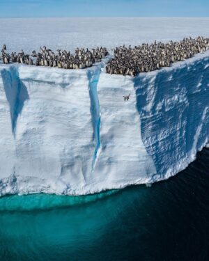 Bertie Gregory Instagram - Wildlife filmmaker @bertiegregory documented emperor penguin chicks preparing to take their first plunge from the top of an Antarctic ice shelf that towered roughly 50 feet above the sea. They crowded like a group of teenagers, as if waiting to see if someone was brave enough to jump into the water first. Once one did, the others followed.

“When the chicks are around five months old, they leave the colony and travel to the sea, normally entering the water from a height of about one to two feet off the sea ice. However, since the advent of high-res satellite imagery, scientists have been aware that some emperor colonies were breeding and raising their chicks high up on the more permanent ice shelves. But it’s never been confirmed just how these colonies descended the precipitous ice shelves—until now.

“We’d seen multiple groups of chicks walking out in this direction, but due to the undulating icy terrain and a dangerous crevasse field, we were unable to follow them on snowmobile or on foot. They would simply disappear over the horizon. It wasn’t until I launched a drone that I was able to keep them in view and see the enormous cliff they were walking toward. As soon as I realized they were going near to the edge, I used the drone’s powerful zoom lens to maintain a very large distance from downwind. I wanted to be 100 percent sure I had no influence on their behavior. After several batteries and a couple of hours waiting, I watched a single chick walk up to the edge and launch itself off. Once the first had jumped and landed unscathed in the freezing Southern Ocean, many soon followed, and I was able to nudge in close enough to capture the scene.”

Learn more about this behavior at the link in bio and stay tuned for more: These penguins are getting their own show! From executive producer @jamescameronofficial, “Secrets of the Penguins,” is coming in 2025! 🐧 #OnlyNatGeo #ourHOME #SecretsOfThePenguins