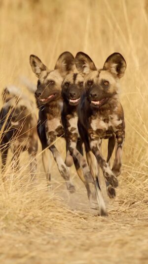 Bertie Gregory Instagram - Who’s seen the wild dog episode of #AnimalsUpClose on Disney ? Pictured is the magical pack we followed in Botswana’s Okavango Delta. Here, the pack were returning to the den to greet their 14 tiny pups and the adult babysitter they’d left behind. I love how excited wild dogs are when they meet back up with other members of their pack. Awesome vehicle positioning and dog mindreading by @bwana_mike. Sound recording by @justdrewsound. @wildstarfilms @natgeo