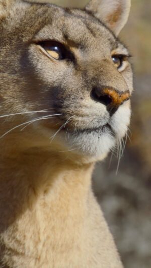Bertie Gregory Instagram - ‘Animals Up Close’ is now streaming on Disney ! If you enjoy the episodes, please tell your friends and family to watch. We’d love to hear what you think! Look out for one of my favourite shots from the series…our star puma Petaka looking off into the distance by @sams_natural_habitat @disneyplus @wildstarfilms @natgeo