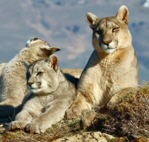 Bertie Gregory Instagram - Petaka has two cubs that local trackers have named ‘Frost’ and ‘Breeze’. Over our 51 days of filming in Chile, the family took us on a physical and emotional rollercoaster that we can’t wait to share with you in #AnimalsUpClose coming to @disneyplus September 13th!
@wildstarfilms @natgeo