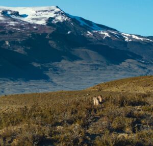 Bertie Gregory Instagram - Petaka has two cubs that local trackers have named ‘Frost’ and ‘Breeze’. Over our 51 days of filming in Chile, the family took us on a physical and emotional rollercoaster that we can’t wait to share with you in #AnimalsUpClose coming to @disneyplus September 13th!
@wildstarfilms @natgeo