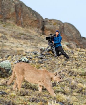 Bertie Gregory Instagram - In Chilean Patagonia we were searching for one particular puma. Meet Petaka. When I first met her four years ago filming for David Attenborough’s ‘Seven Worlds, One Planet’, she was just a cub. She was cute, fluffy and totally reliant on her mother. Four years on, she has not 
only survived but has also become a powerful mother herself. Photo by @annadimitriadis for #AnimalsUpClose coming to @disneyplus September 13th! @wildstarfilms @natgeo
