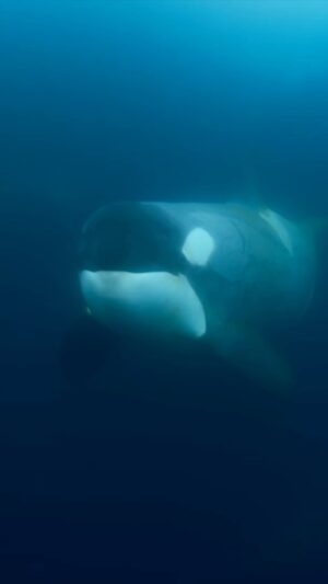Bertie Gregory Instagram - Echolocation – one of nature’s amazing answers to underwater navigation. Listening to these killer whales communicate and search their underwater environment was a spine-tingling experience. Amazing sound recordings by @ZubinSarosh. Filmed by Will West for #AnimalsUpClose on Disney  @wildstarfilms @natgeo
