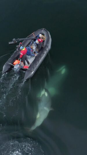 Bertie Gregory Instagram - A pod of B1 Antarctic killer whales zooms over to investigate our filming boat. We have very strict approach distances to avoid disturbing them. The killer whales however never bother to read the permit and often come over to say hi! #AnimalsUpClose on Disney  @wildstarfilms @natgeo @tomwalkercam @leighhickmott @cbstronach
