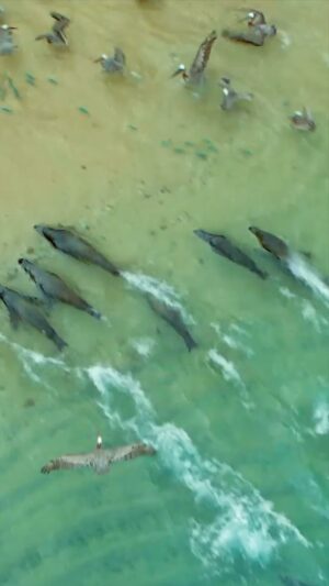 Bertie Gregory Instagram - A group of Galapagos sea lions cooperatively heard fish into a magical little cove. What you can’t see in this video is that these sea lions originally located the school of fish over a half a mile away. As a team, they pushed the school up to the surface and through open water towards this cove. Some corralled from the left, some from the right and some from underneath. It was epic to witness sea lions collaborating so perfectly to use the land as a tool. It was also fun to see the brown pelicans had the whole thing figured out and flew ahead of the sea lions to grab an easy meal on the beach. The mammal intelligence was clear but we’re also going to need to rethink the phrase ‘bird-brained’! Water level angle by @sams_natural_habitat, drone angle by @bertiegregory, high angle by @annadimitriadis and remote camera work by @javier_mahauad, sound by @justdrewsound and music by @simonnpittmusic and @__willhyde__ . Filmed for the ‘Galapagos Marvels’ episode of ‘Animals Up Close’ now streaming on Disney ! #AnimalsUpClose