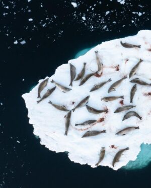 Bertie Gregory Instagram - Any time you see a big group of seals hanging out together on sea ice in Antarctica, chances are they’re crabeater seals. In fact, there are so many in Antarctica, crabeaters are the most numerous seal species on earth. Their name is misleading though as they mainly eat krill (look for the pink poo stains!). Shot for #AnimalsUpClose on Disney  @wildstarfilms @natgeo