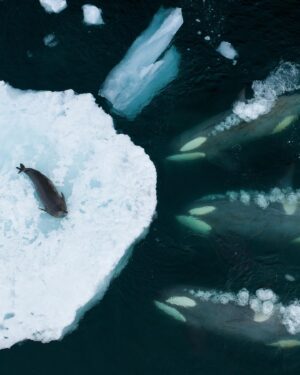 Bertie Gregory Instagram - I’m very excited to be a winner at this year’s Wildlife Photographer Of The Year competition @nhm_wpy! This image of three wave washing killer whales hunting a Weddell seal picked up the ‘Behaviour: Mammals’ category prize at last night’s awards ceremony at the Natural History Museum in London. While I was the one lucky enough to push the shutter button, this image was a huge team effort and based on over a decade of work from several different groups. So a huge thank you to the BBC Frozen Planet 1 team who first filmed this incredible behaviour for television back in 2009. Thank you to the Frozen Planet 2 team who I returned with 10 years later to follow the behaviour for the first time with drones. Finally, thanks to the ‘Animals Up Close’ team at @wildstarfilms who I worked with most recently to document these killer whales. Check out the ‘Antarctic Killer Waves’ episode on Disney  to see the pod pictured in action! @bbcearth @natgeo