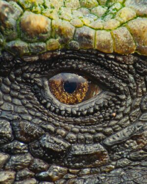 Bertie Gregory Instagram - Who can tell me what animal this extraordinary eye belongs to? Shot for #AnimalsUpClose coming to @disneyplus September 13th! @wildstarfilms @natgeo