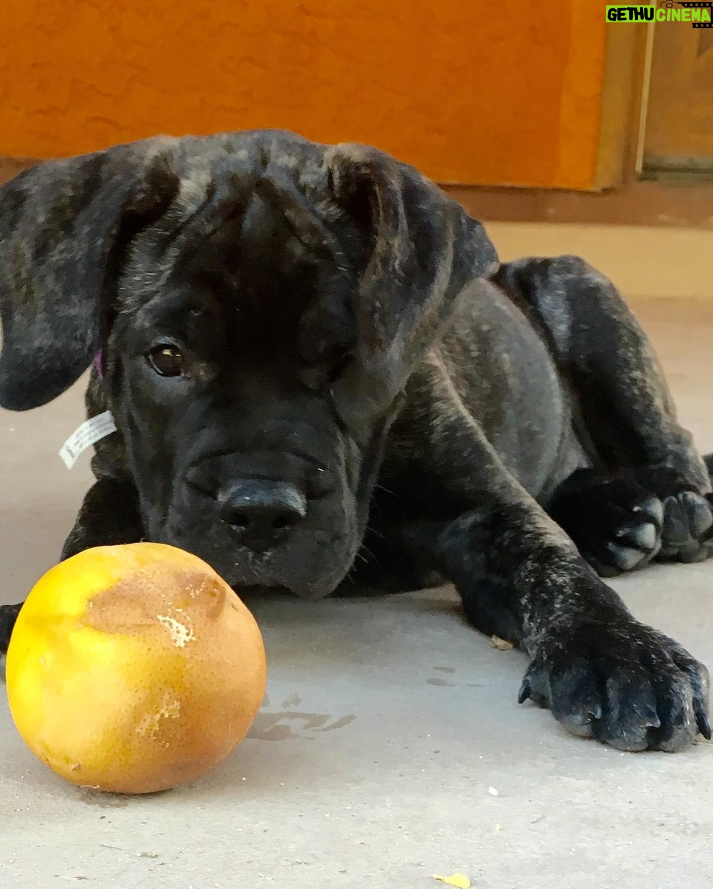 Billy Jensen - 11.6K Likes - Pets are life. They run and jump and flop around and have no idea what their tiny moments do to our hearts and our hope. Dogs. Cats. Lizards. Doesn’t matter. They are transformative mental health wizards.
Today I’m 7 months sober. I’m a newbie still working steps and have so few answers and a long way to go. But I’ve been seeing and talking to a lot of people working dry January and thinking about going year round. If you do, get a pet.
When you lose alcohol or drugs, you lose the thing you might have relied on for years to push aside intrusive darkness each day and night. Depression, OCD and su@3cide ideation— the welcome temporary relief was there but it was also killing you. And it still can pound you into the ground. Luna is a tiny goofy spark of light for me each day. So a pet. A pet and therapy and meds and meetings if that’s your thing and milkshakes and fizzy drinks and sunshine. Let me know what works for you.
And as this is Instagram, there are some amazing mental health and recovery accounts to follow. @fightthroughmentalhealth @bekindmentalhealth @theocdtherapist @talkclubuk @fucking_sober @muppet_recovery @obsessivelyeverafter
are some of my favorites. #Sobriety #recovery #process #ocd #dryjanuary #hope #desertDogs #Sober #7months