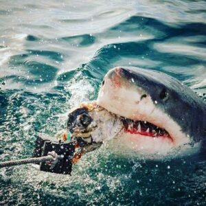 Billy Tolley Instagram - My Favorite week!!! 🦈🦈🦈 Shark Week starts Sunday, July 28 at 8p. Watch all week long on Discovery and Discovery GO.