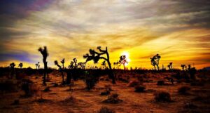Billy Tolley Instagram - And some say the desert isn’t beautiful... #2021 #Sunset #Instagood 🌅🌵☀️🦎